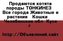 Продаются котята породы ТОНКИНЕЗ - Все города Животные и растения » Кошки   . Челябинская обл.,Куса г.